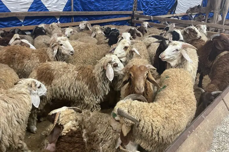 تعرف-على-متوسط-أسعار-الأضاحي-ف