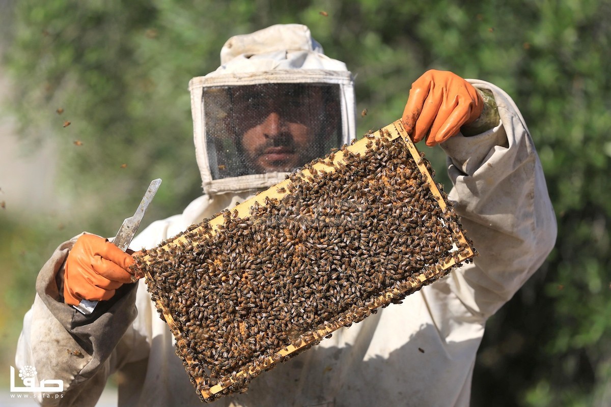 حصار-مختلف-يعاني-منه-نحل-العسل