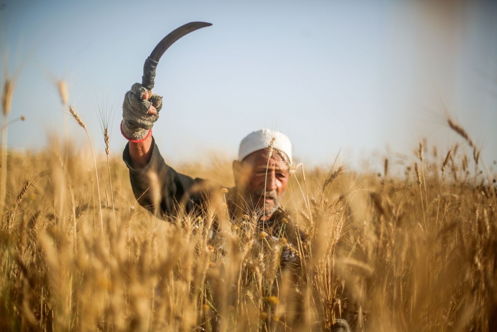 صادرات-تاريخية-للزراعة-بمصر-كي